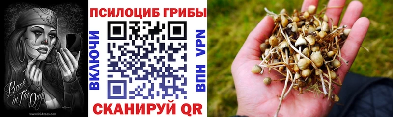 Псилоцибиновые грибы Psilocybine cubensis  Урус-Мартан 